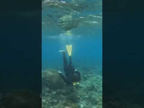 Snorkelling on The Great Barrier Reef 🇦🇺🤿