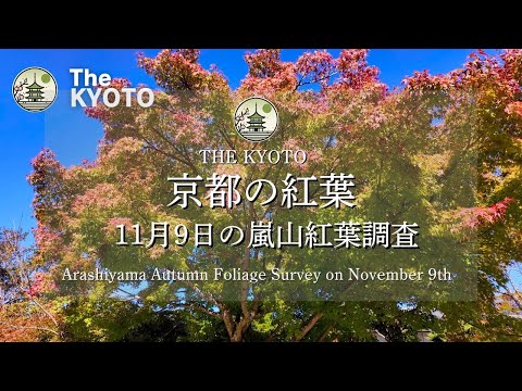 [November 9th Shooting] Investigating the autumn leaves of Arashiyama!