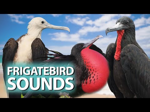 5 Frigatebird species and their sounds - Frigatebirds of the family Fregatidae