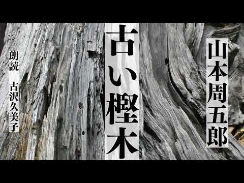 【朗読】山本周五郎「古い樫木」