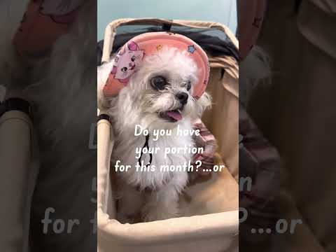 THE RENT IS DUE FEELS LIKE!😅🤣 #therentisdue #funnyvideo #shortvideo #shihtzu #funny #doglover