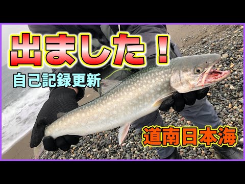 【北海道サーフ2023】道南日本海：サクラマス調査を兼ねた海アメマス狙いで、自己記録更新が出ちゃいました！