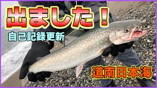 【北海道サーフ2023】道南日本海：サクラマス調査を兼ねた海アメマス狙いで、自己記録更新が出ちゃいました！