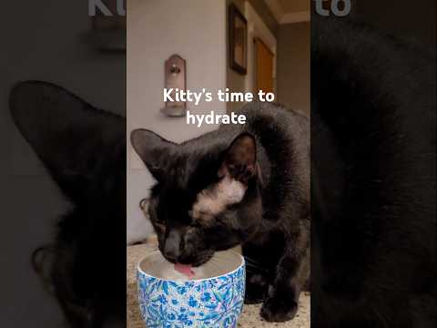 Cutest black cat drinks from a tea cup