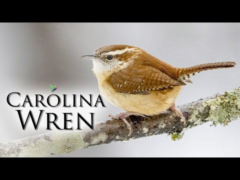 Discover the Hidden Secret of the Mocking Wren's Melody!