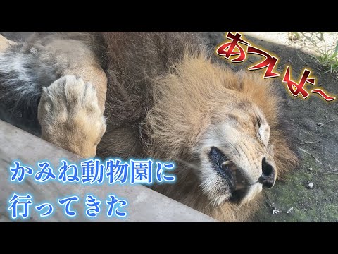 かみね動物園に行ってきた！〜ほぼ夏バテの動物たち〜