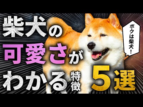 【拒否柴】柴犬の可愛さがわかる特徴 5選