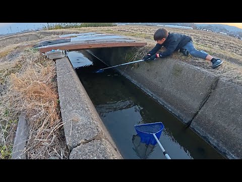 We caught a huge fish that appeared for the first time in three years!