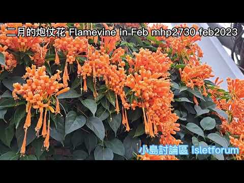 二月的炮仗花 Flamevine in February mhp2730 feb2023