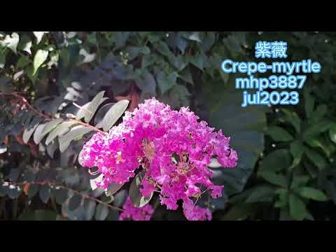 紫薇 Crepe-myrtle mhp3887 jul2023