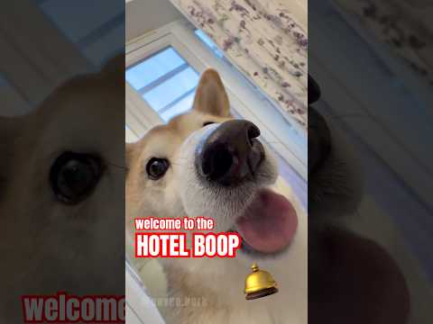 hotel boop 🛎️ #cutenessoverload