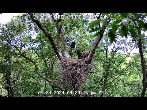 5/24/24 One eaglet is flying out of the nest.