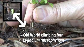 Old World climbing fern (Lygodium microphyllum)