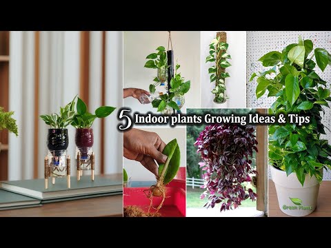 5 Tips for Growing Indoor Plants Like a Pro That Purify Your Air Effortlessly//GREEN PLANTS