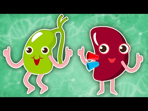 Learn About The Smallest Organs In Your Body! | Human Body Songs For KIds | KLT Anatomy