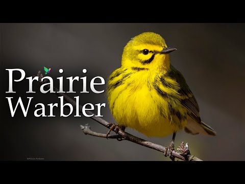 Nature's Symphony: The Prairie Warbler Song (Setophaga discolor)