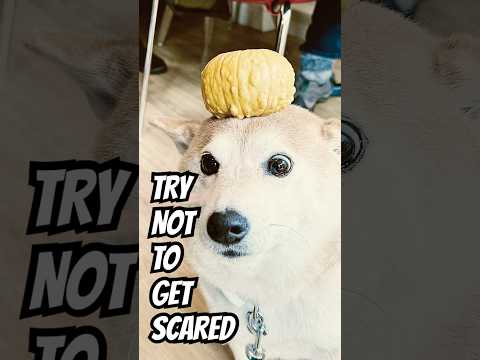 Try not to get scared #shibainu