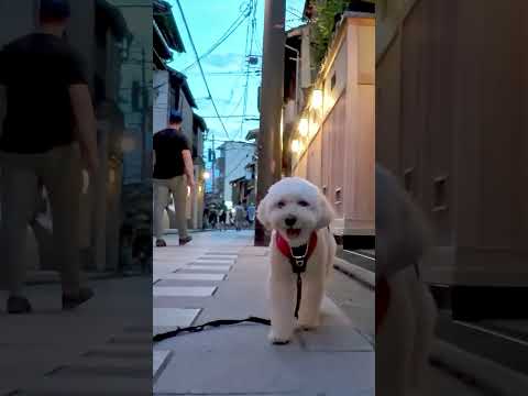 京都🐶宮川町をマルプーさんとお散歩🐕#京都観光 #京都旅行  #ふわもこ #maltipoo  #doglovers #kyoto #gion#犬連れ京都旅