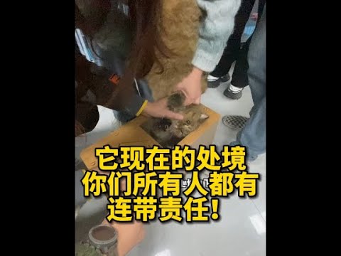 一只流浪肥猫在被全网网暴后，我们登门去采访了它