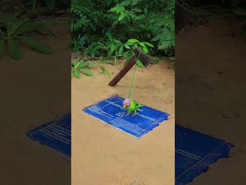 I Built a Creative Parrot Trapping With Cardboard and Axe #youtubeshorts #ytshorts #shorts