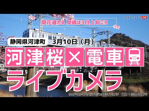 【桜ライブカメラ2】河津桜×電車(伊豆急行)／静岡県河津町 ふらっとCAFE 2025年3月10日(月) #桜  #さくら #河津桜 #電車  | Cherry Blossom Live WebCam