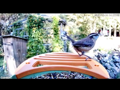 Vinguys Smart Bird Feeder Follow-up