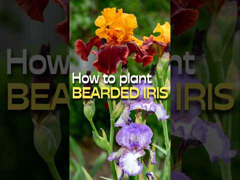 The Essential BEARDED IRIS Planting Tips #shorts