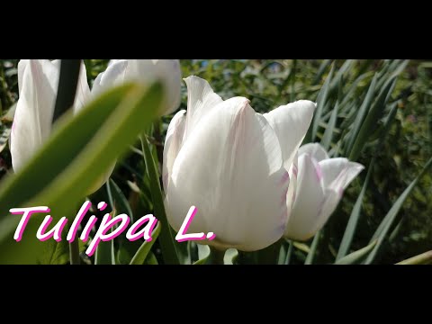 チューリップ　【清明】　英語: tulip　Tulipa L.