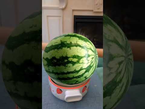 EZ_Zola watermelon funny #ezfam #funnydogs #petdog #doglove #dogcomedy #funnydogvideos  #watermelon