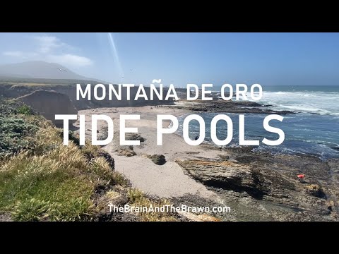 Montana de Oro Tide Pools - Lively + Relaxing 1-day Itinerary at Montaña de Oro State Park!