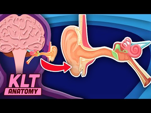 Learn How YOUR Ears Work! | The Ear Song | KLT Anatomy