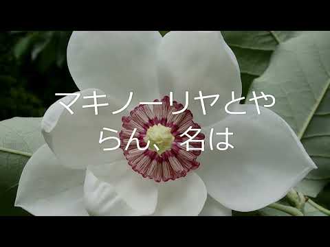 一葉日記「若葉かげ」⑬