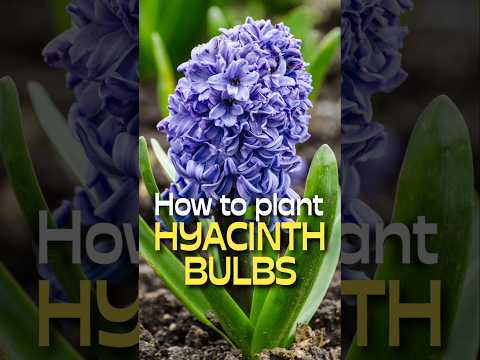 SHOCKINGLY Easy Hyacinth Planting Hacks You Need to Know #shorts