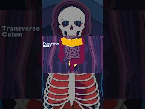 Your Large Intestine has TEN Different Parts! | KLT Anatomy #shorts