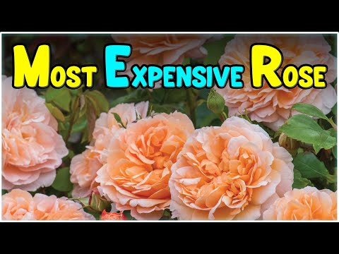 Most Expensive Rose in the World | Juliet Rose Cultivation