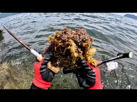 Japanese Fishermen Smash Oysters With a Hammer and Eat Them Raw