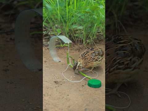 Build Technique Quail Trap #shortvideo #birds #techniqueuniquetrap