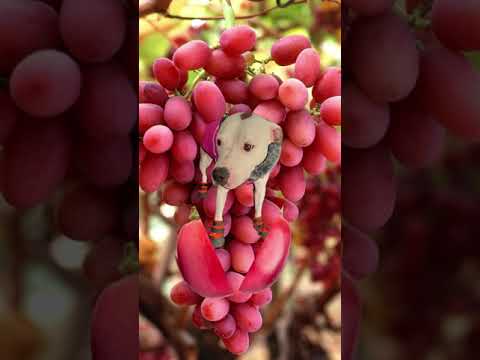 EZ_Zola grapes #ezfam #zola #funnyfruits #funnydogs #petdog #funnyshorts #doglover #grapes