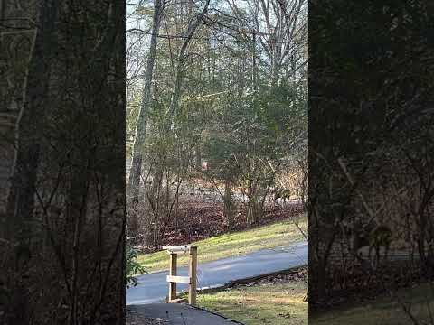 Part2- 2 point buck walking thru front yard. EastTnLiving.