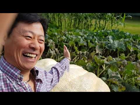 The Biggest Pumpkin In the world