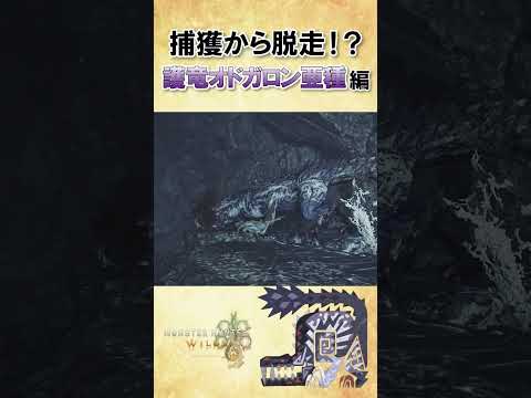 【7000再生突破】捕獲して眺めてたら逃走した護竜オドガロン亜種 #shorts  #ワイルズ #wilds  #護竜オドガロン亜種