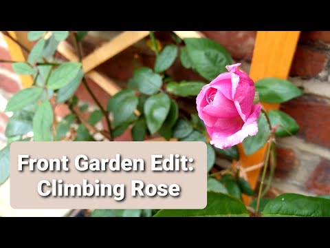 Planting a Spare David Austin Pink Climbing Rose 🌹 in my Front Garden - With updates