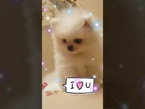 💕레체랑 가족된날💕#아기강아지 #소중해 #빈센트블루  #pomeranian #cúncondễthương#shorts #강아지쇼츠