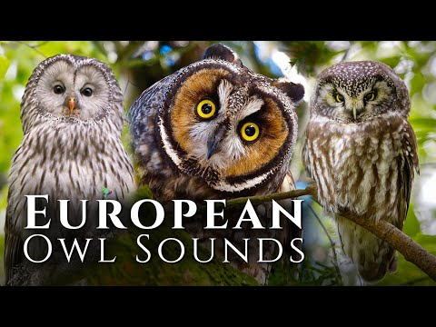 The Best Owl Sounds🦉European Owl Sounds - Meet 10 European Owls and Their Sounds