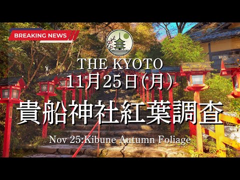 【News】The autumn leaves conditions at Kibune Shrine on November 25 (Monday)