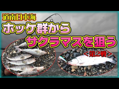 【北海道サーフ2024/サクラマス釣行】道南日本海(上ノ国方面)：デカホッケをメインにサクラマス狙い＜第2戦＞