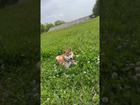 柴犬三太君　大草原の小さな犬