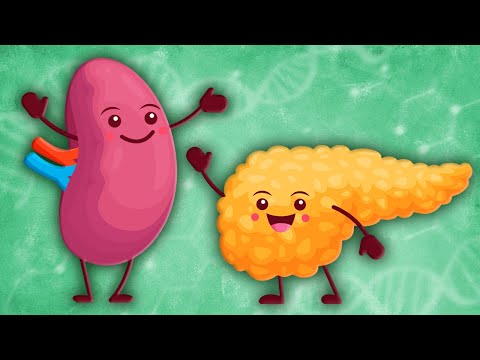 Learn About The Endocrine System, Lymphatic System & More! | Human Body Songs For Kids | KLT Anatomy