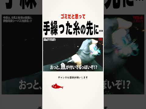 手繰った糸の先に… #ギャング針 #ルアー釣り #釣り #fishing #シーバス #伊勢湾 #三重県 #夜釣り #鱸釣り #ウェーディング