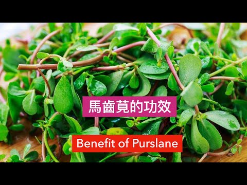 馬齒莧”~(寶釧菜)的功效与作用. Purslane benefit .Manfaat Daun krokot.#shorts